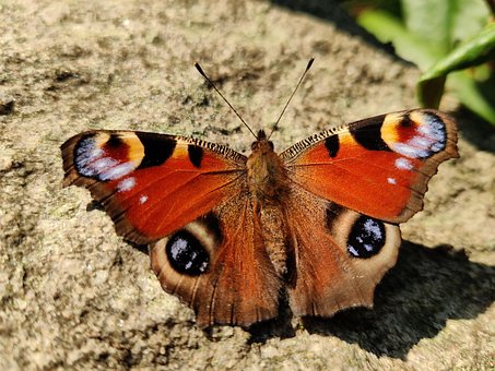 Free Butterfly Sunny photo and picture