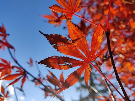 Free Red Maple photo and picture