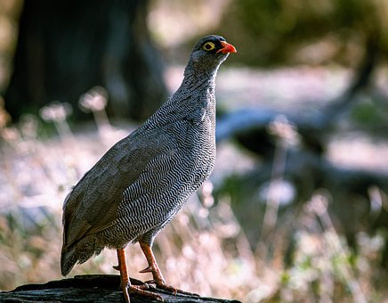 Free Red-Billed Spurfowl Bird photo and picture
