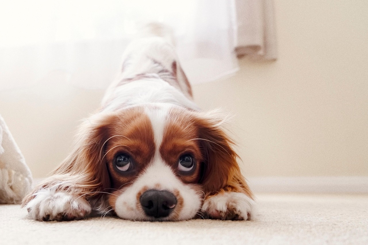 Cavalier King Charles Spaniel puppy outdoors in a natural green setting.