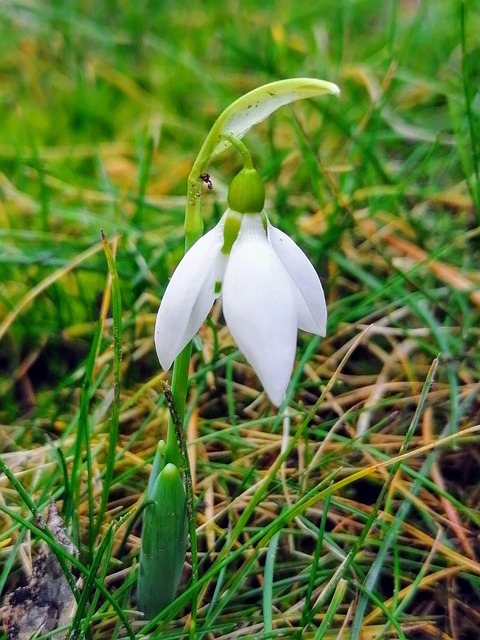 Free Snowdrop Flower Wallpaper photo and picture