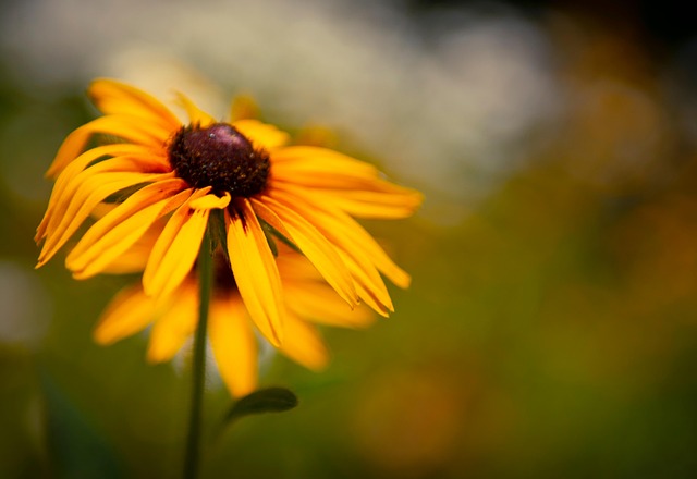 Free Photographer Kamran Jafarpour photo and picture
