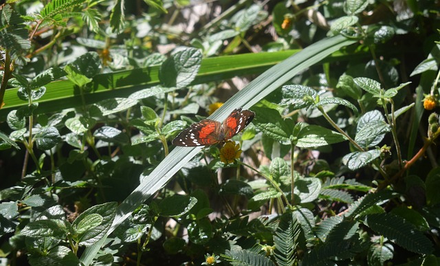 Free Butterfly Nature photo and picture
