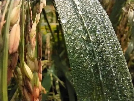Free Rice Leaves Dew Points photo and picture