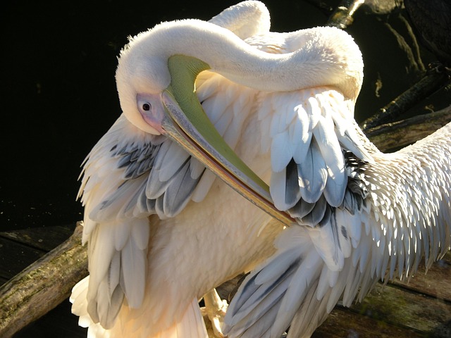 Free Pelican Plumage photo and picture