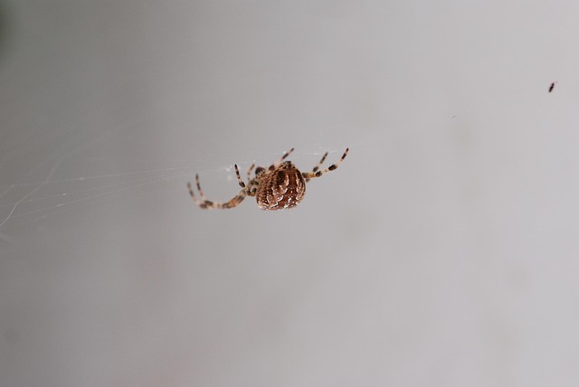 Free Spider Araneus photo and picture