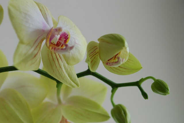 Free Orchid Flower photo and picture