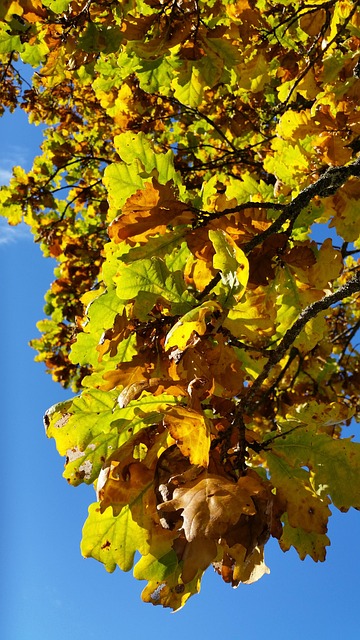 Free Fall Leaves photo and picture