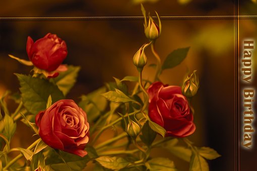 Free Flower Roses photo and picture