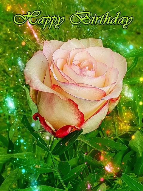 Free Flower Rose photo and picture