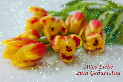 Free Flower Tulips photo and picture
