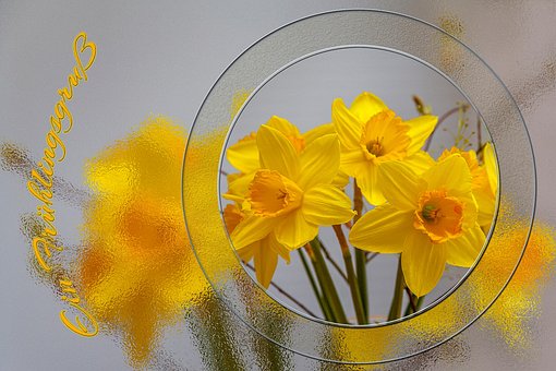 Free Flower Daffodils photo and picture