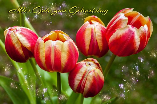 Free Flower Tulips photo and picture