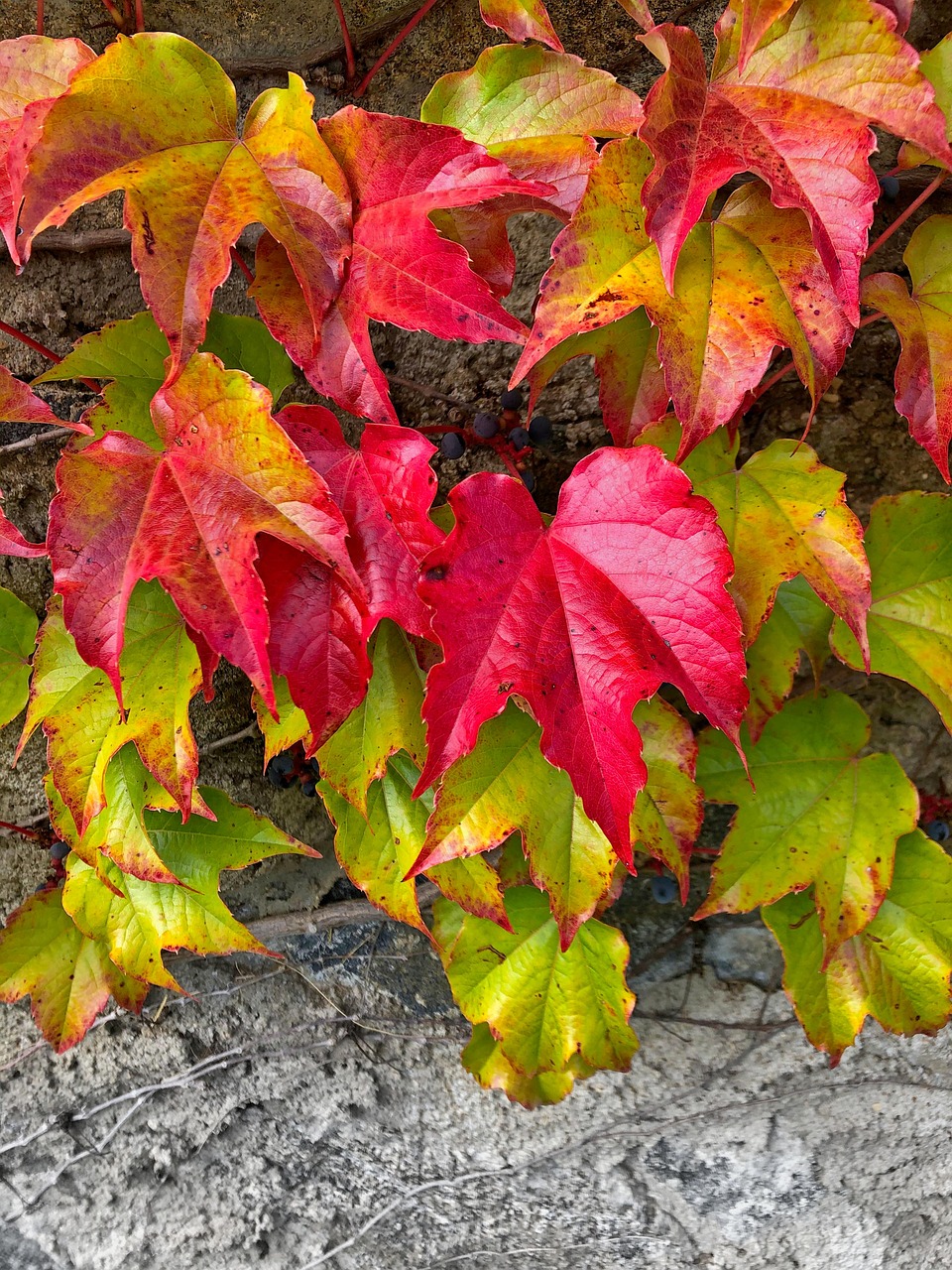 Fall Leaves Multicoloured Free Photo On Pixabay Pixabay fall-leaves-multicoloured-free-photo-on-pixabay-pixabay