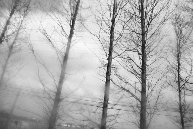 Free Cloudy Day Pine Tree photo and picture