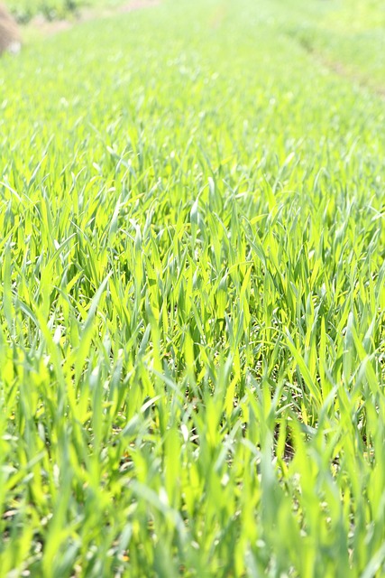 Free Grassland Green photo and picture