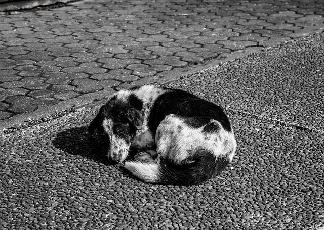 Cachorro, B W, Bali, Adormecido