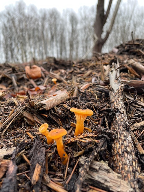 Wald, Gehölz, Unterholz, Pilz, Baum