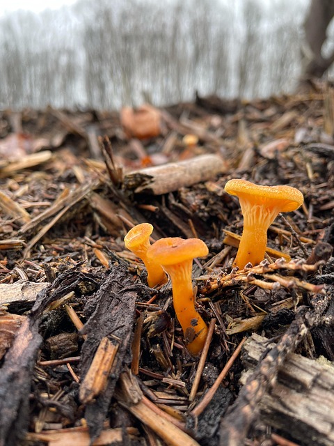 Wald, Gehölz, Unterholz, Pilz, Baum