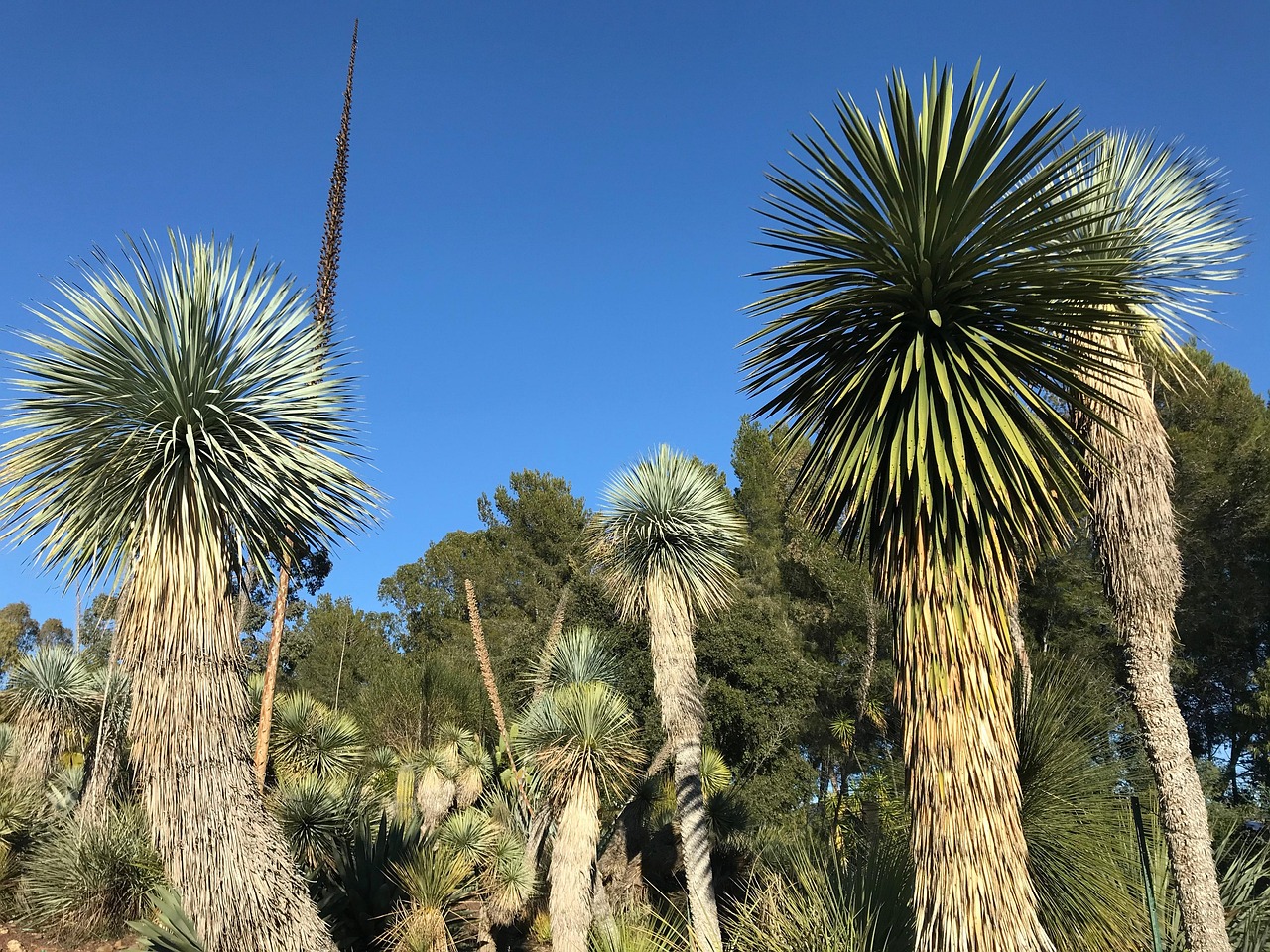 Yucca Botanik Saftig - Kostenloses Foto auf Pixabay - Pixabay