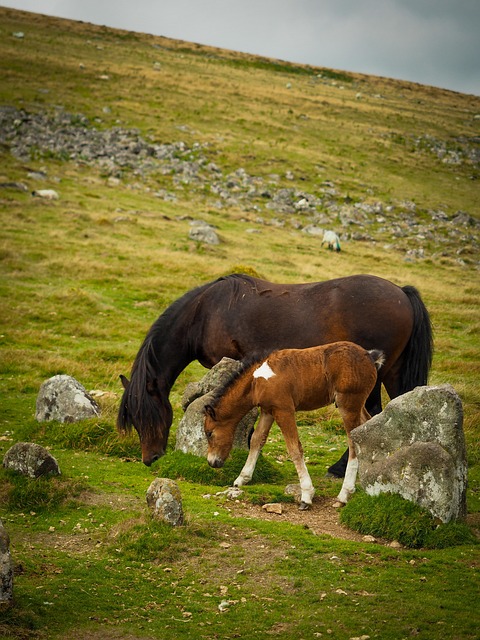 Free Horses Foal photo and picture