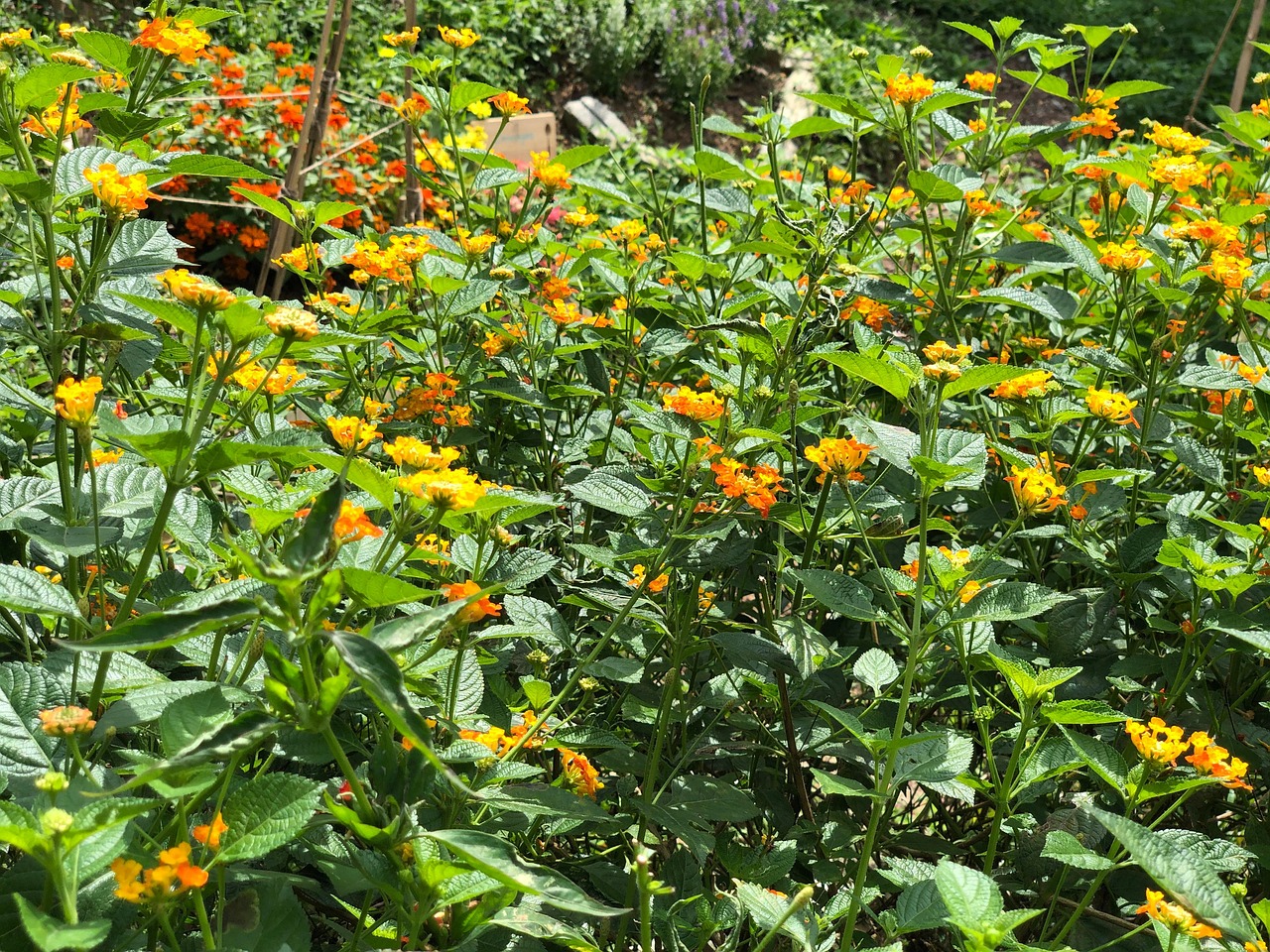 Il Giardino Medievale anni 2000: Piante. Fiori e impollinatori | Fondazione Torino Musei