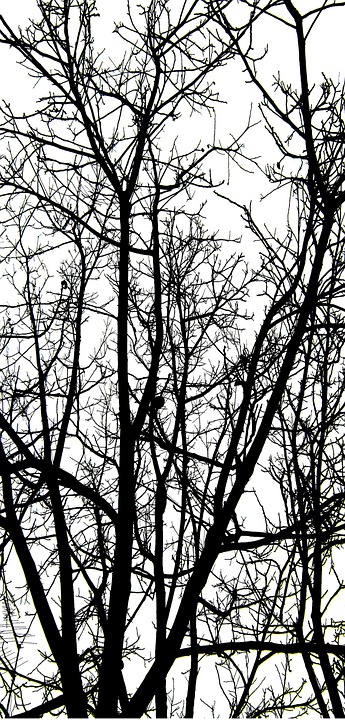 Branches Hiver Branche Nue - Photo gratuite sur Pixabay - Pixabay