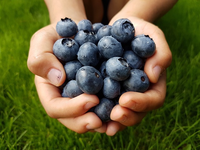 Blaubeeren, Hände, Ernte, Produzieren