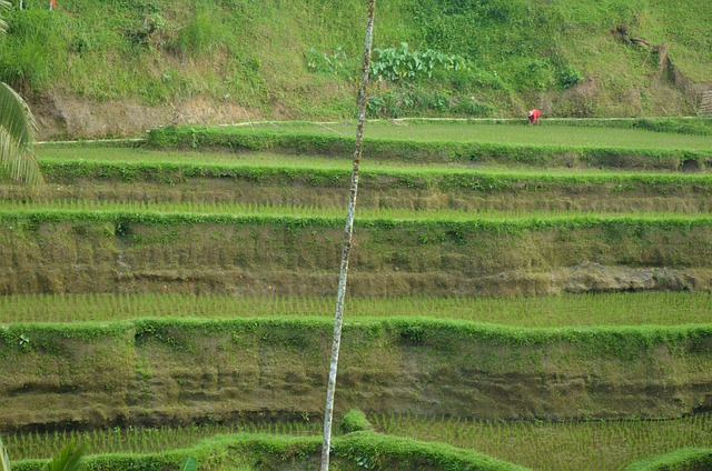 Free Rice Fields Bali photo and picture