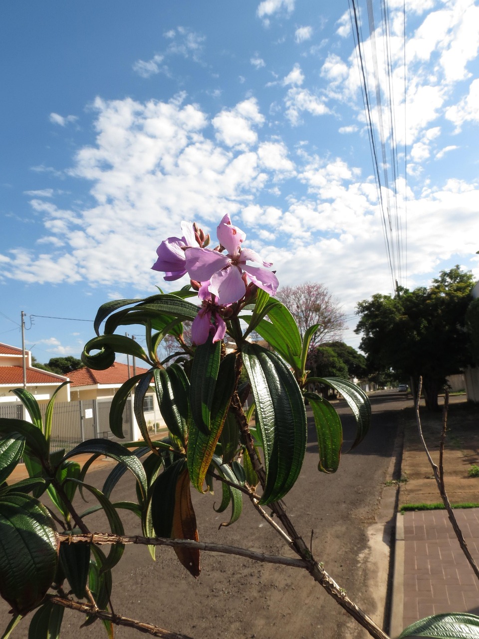 Flores Floricultura Foto gratuita no Pixabay