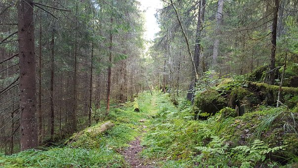 Wald, Gerichtsverhandlung, Rucksack