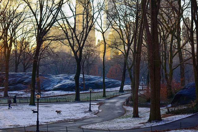 Free Winter Central Park photo and picture