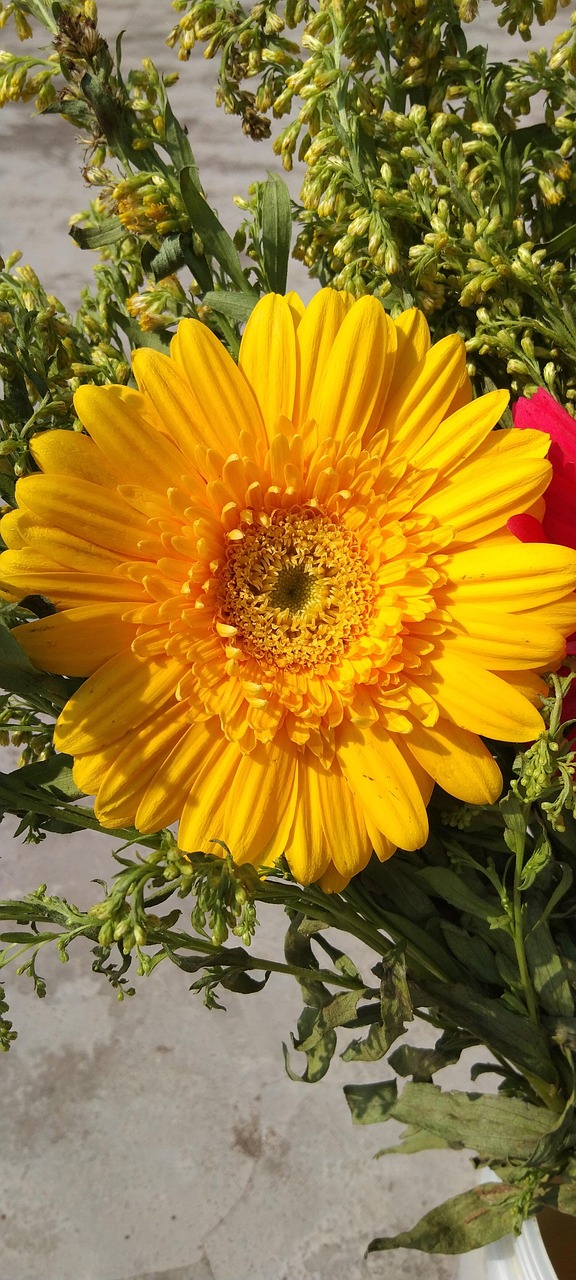 Yellow Colour Flower Plant Free photo on Pixabay Pixabay