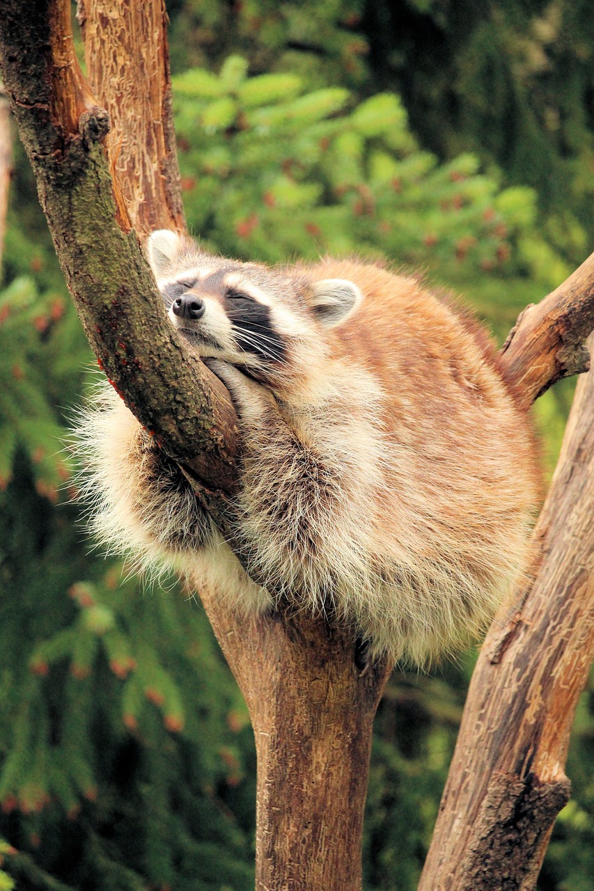 Sleepping Raccon Raccoon Asleep Tree - Free photo on Pixabay - Pixabay