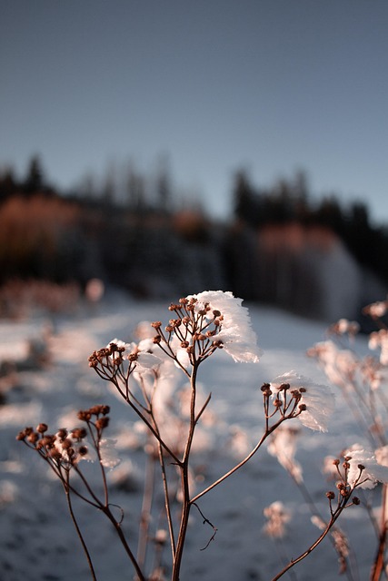 Free Flower Beautiful Flowers photo and picture