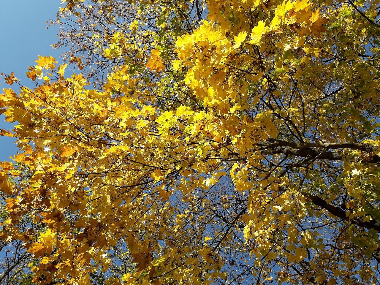 秋天 自然 树 - Pixabay上的免费照片 - Pixabay