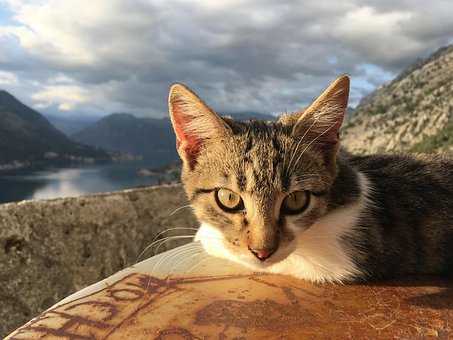 Free Which Cat photo and picture