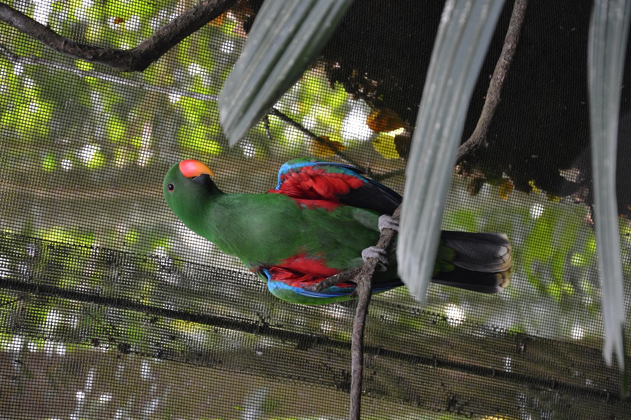 Parrot Singapore Bird Free photo on Pixabay Pixabay