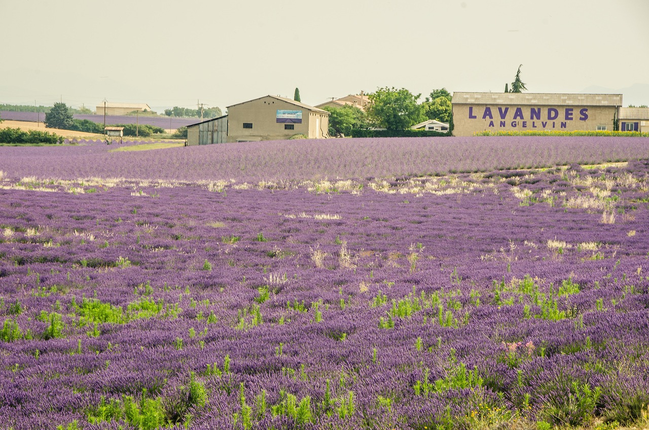 Lavender - free online jigsaw puzzle photo