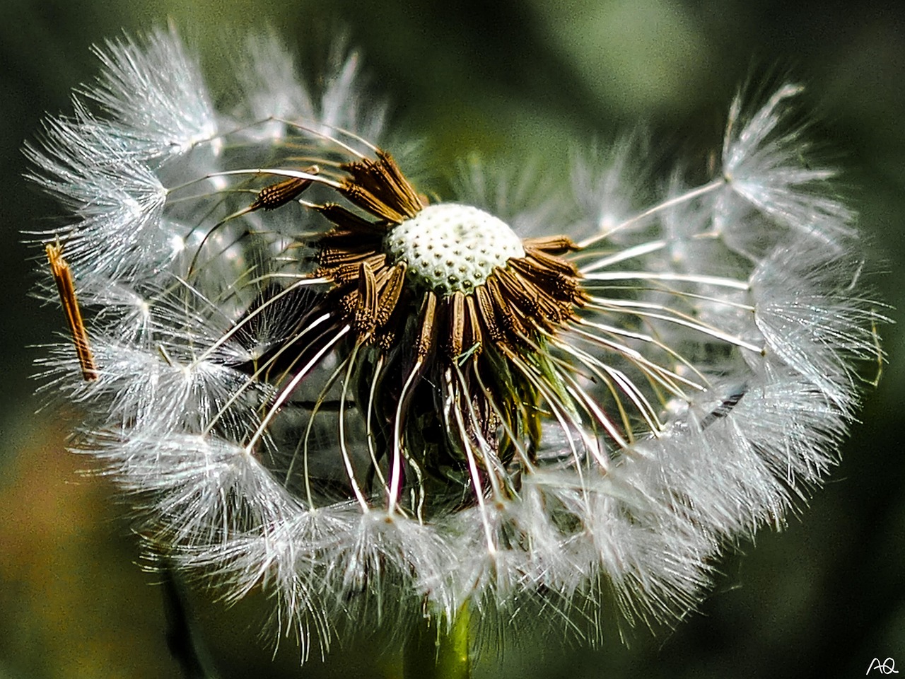 Dandelion Seeds Nature Close Free Photo On Pixabay Pixabay