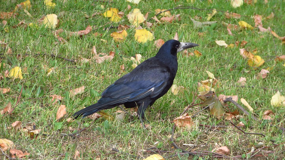 Crow Vogel Rabe - Kostenloses Foto auf Pixabay - Pixabay