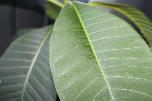 Free Leaves Nature photo and picture