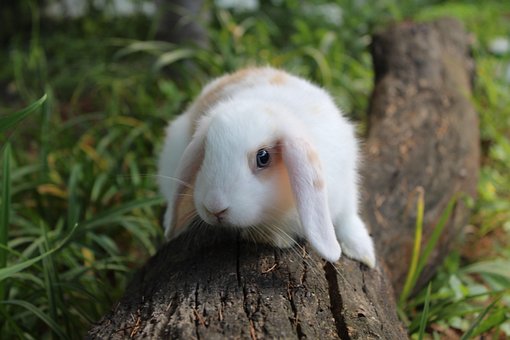 Free Rabbit Nature photo and picture
