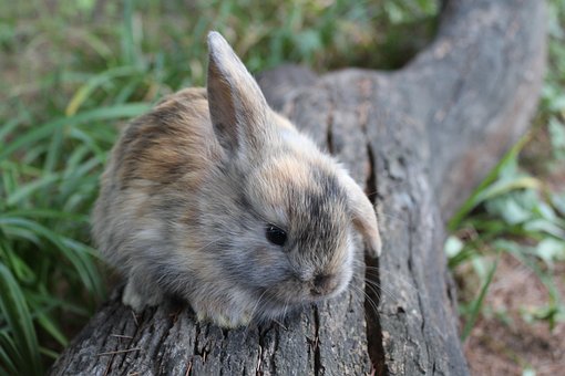Free Rabbit Nature photo and picture