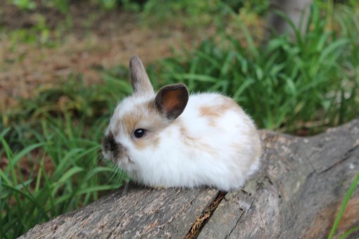 Free Rabbit Nature photo and picture