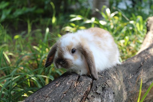 Free Rabbit Nature photo and picture