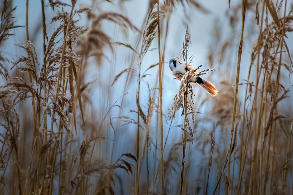 Barbu Reedling Panurus Biarmicus - Photo gratuite sur Pixabay - Pixabay