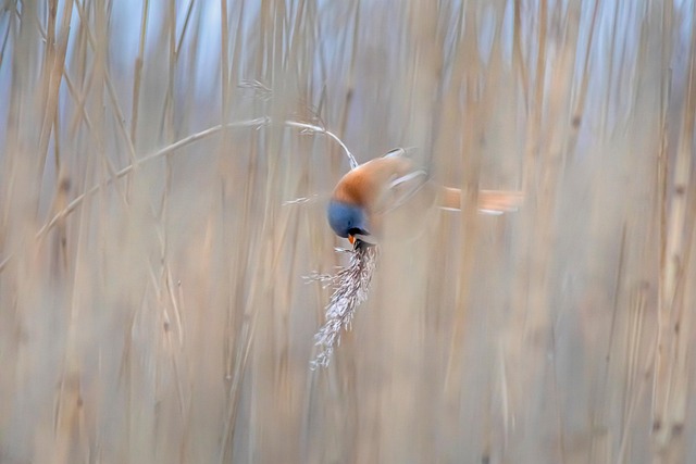 Bearded Reedling Panurus Biarmicus - Free photo on Pixabay