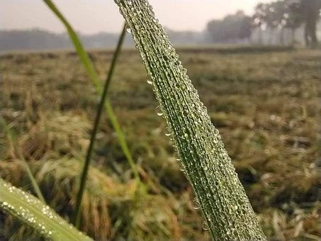 Free Rice Leaves Rice Leave photo and picture