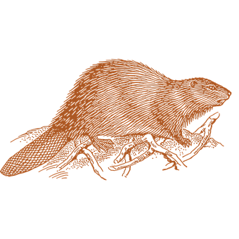 20+ Free Beaver Dam &amp; Beaver Images - Pixabay